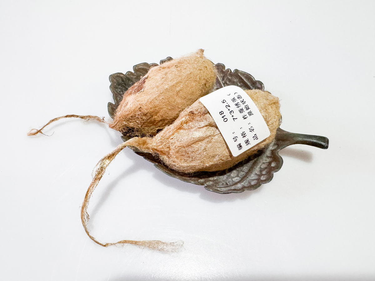柞蚕茧实物标本.JPG